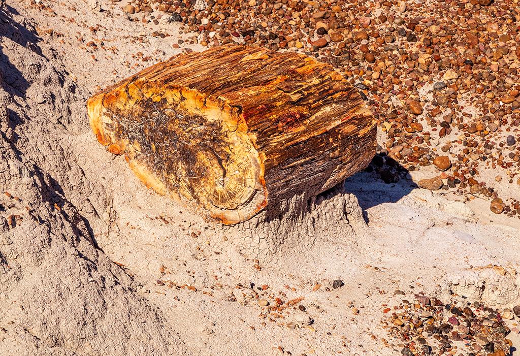 A petrified log section, Petrified Forest National Park / Rebecca Latson