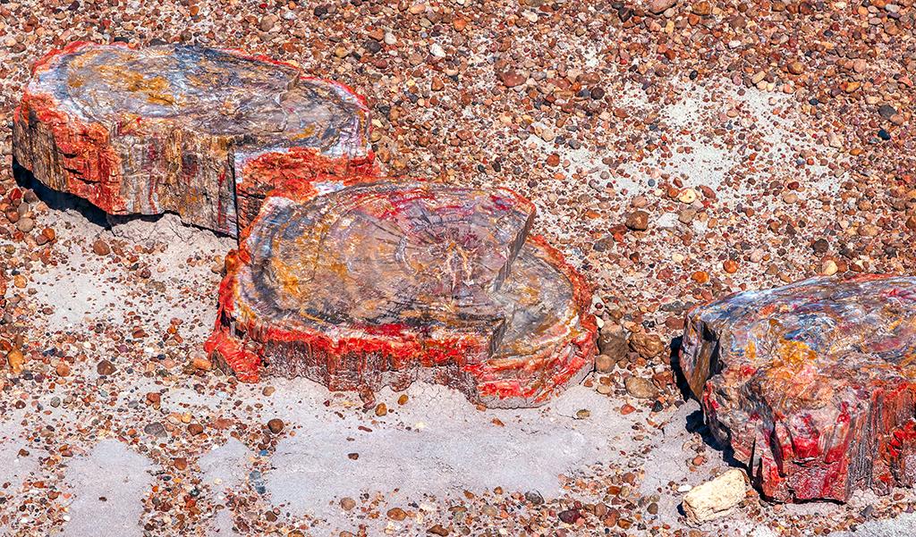 Colorful mineralization, Petrified Forest National Park / Rebecca Latson