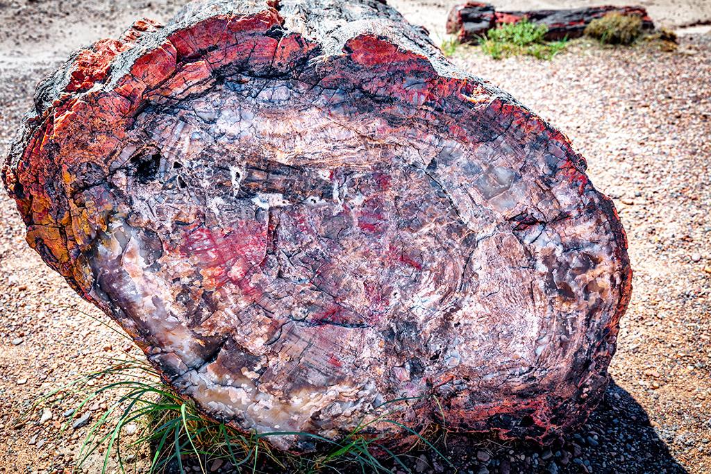 The many colors of petrified wood, Petrified Forest National Park / Rebecca Latson