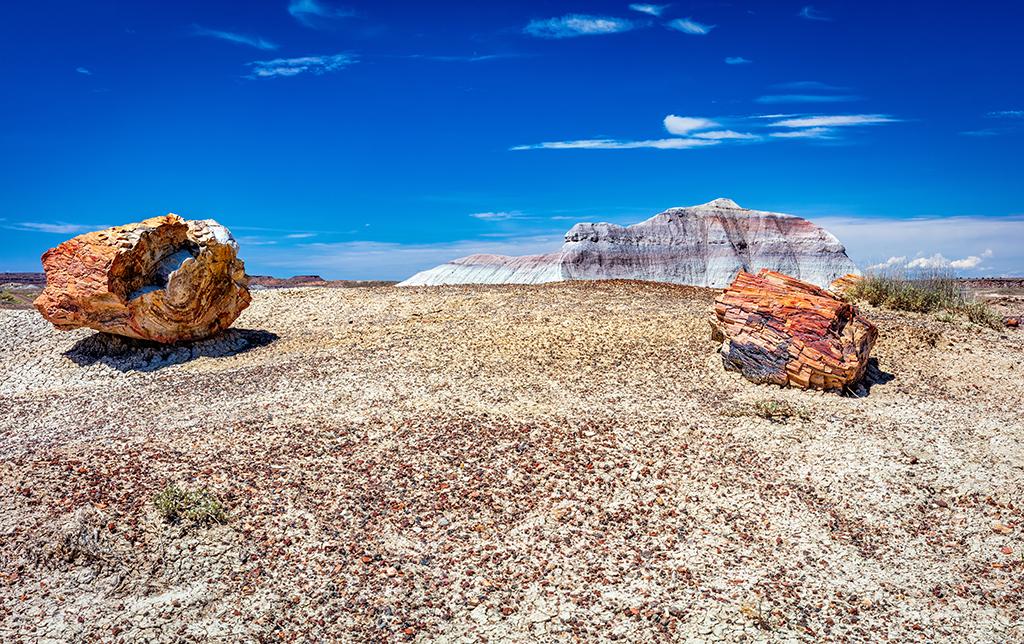 Layered and petrified, Petrified Forest National Park / Rebecca Latson