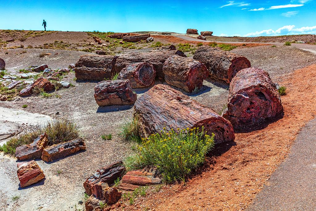 Petrified logs along the Crystal Forest Trail, Petrified Forest National Park / Rebecca Latson