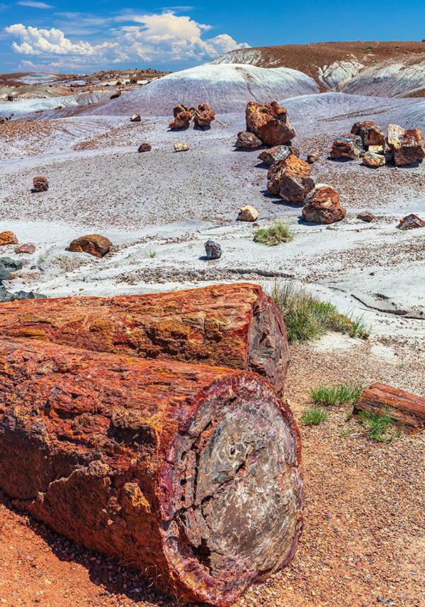 Colorful petrified log sections, Petrified Forest National Park / Rebecca Latson