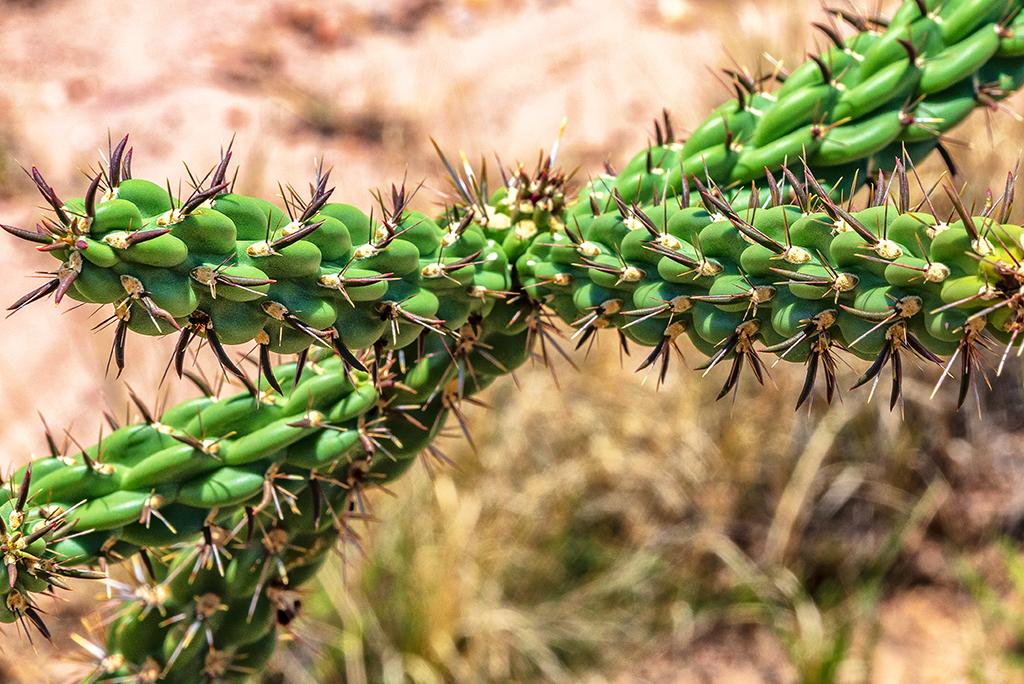 Thorny, Petrified Forest National Park / Rebecca Latson