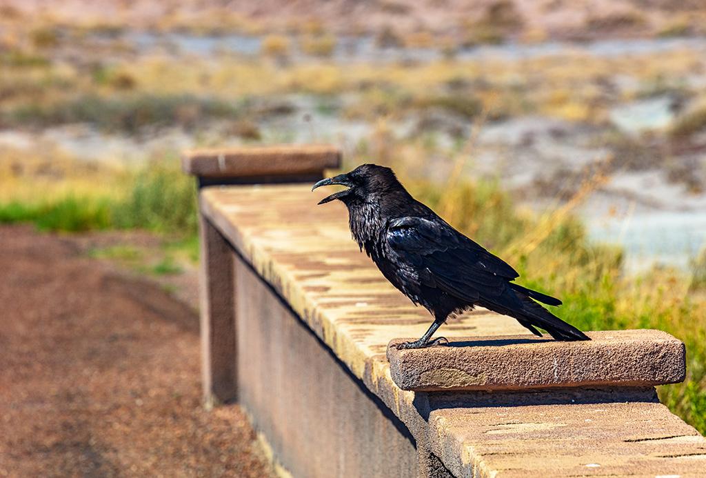 Just chillin' by the road, Petrified Forest National Park / Rebecca Latson
