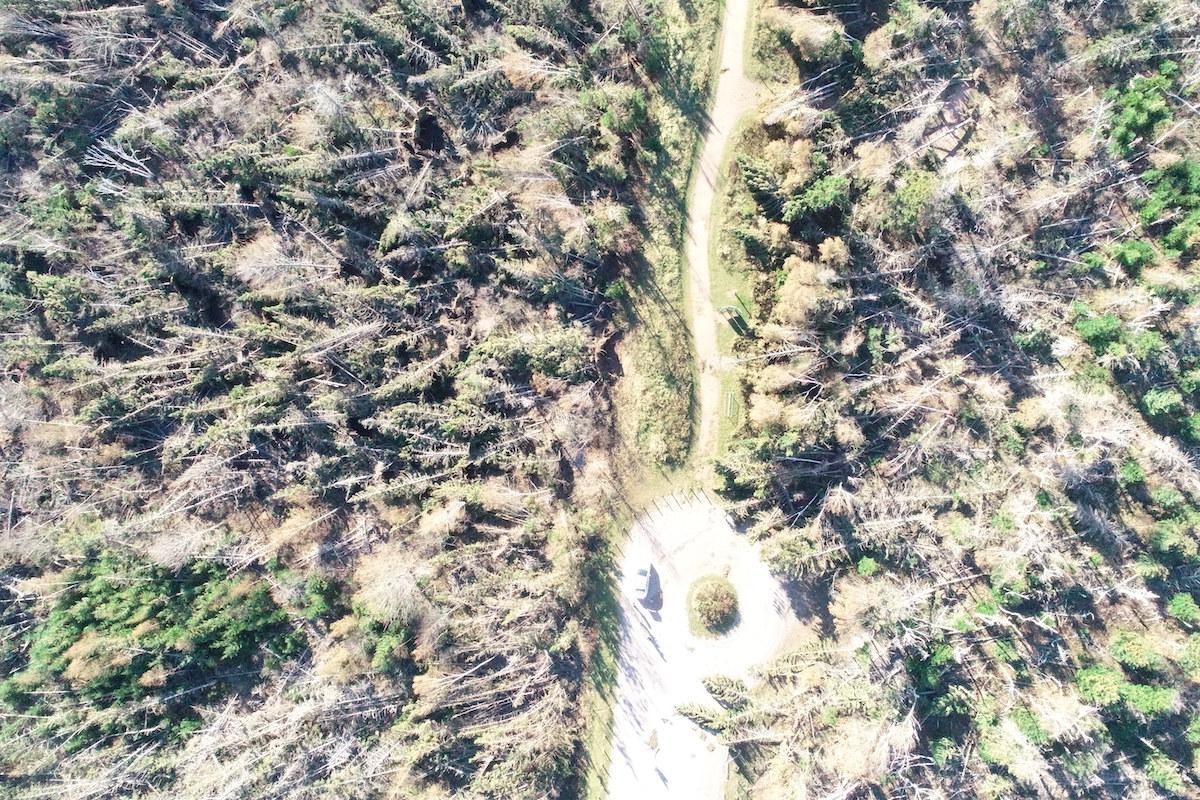 An aerial view of the damage to trees along the Robinsons Island trail system.
