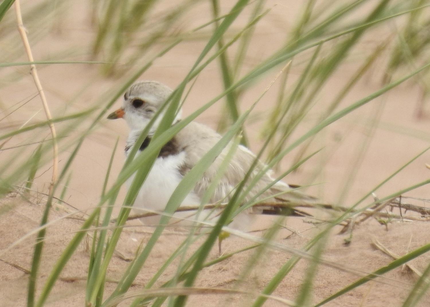 One of the nesting Piping Plovers photographed with a zoom lens on June 20.