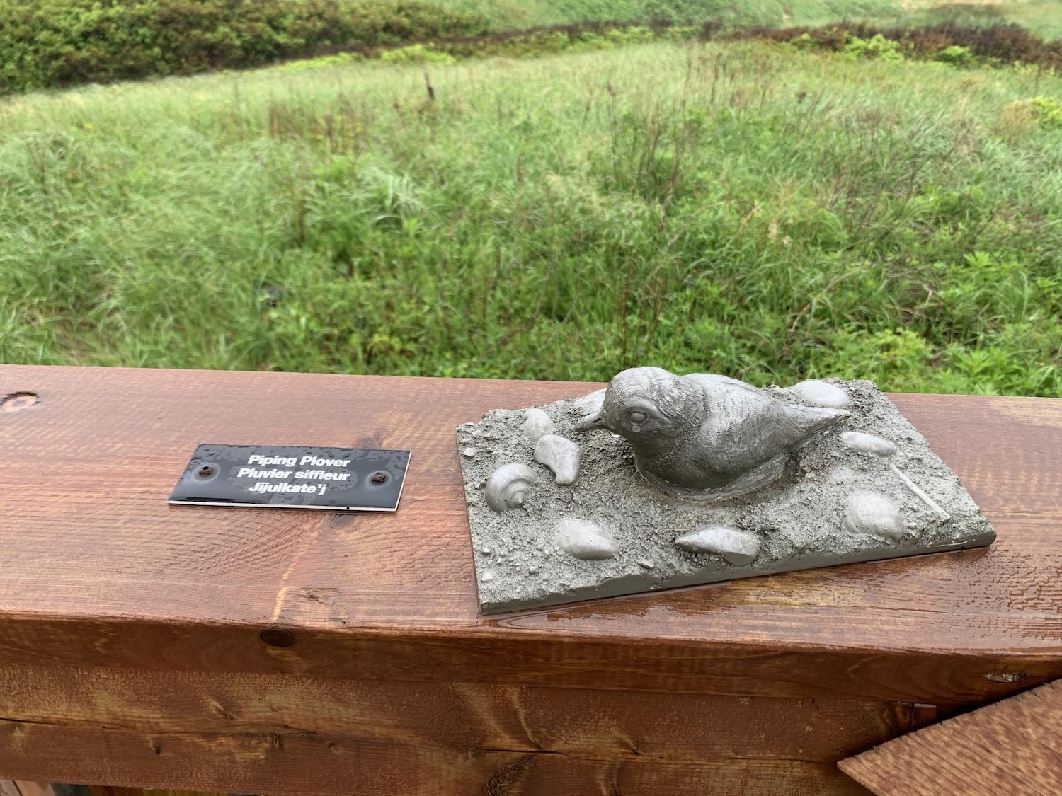 In June 2022, I found this life-size statue of a Piping Plover in the Cavendish area of PEI National Park alongside signage welcoming visitors to the Piping Plover's home.