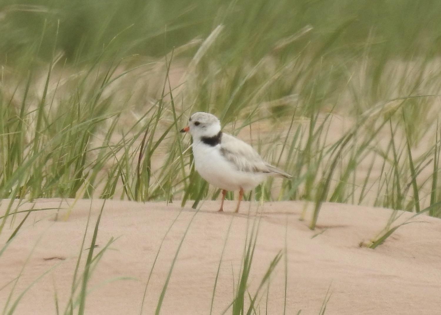 Piping Plovers are endangered migratory shorebirds that are protected in Canada and in Prince Edward Island National Park.