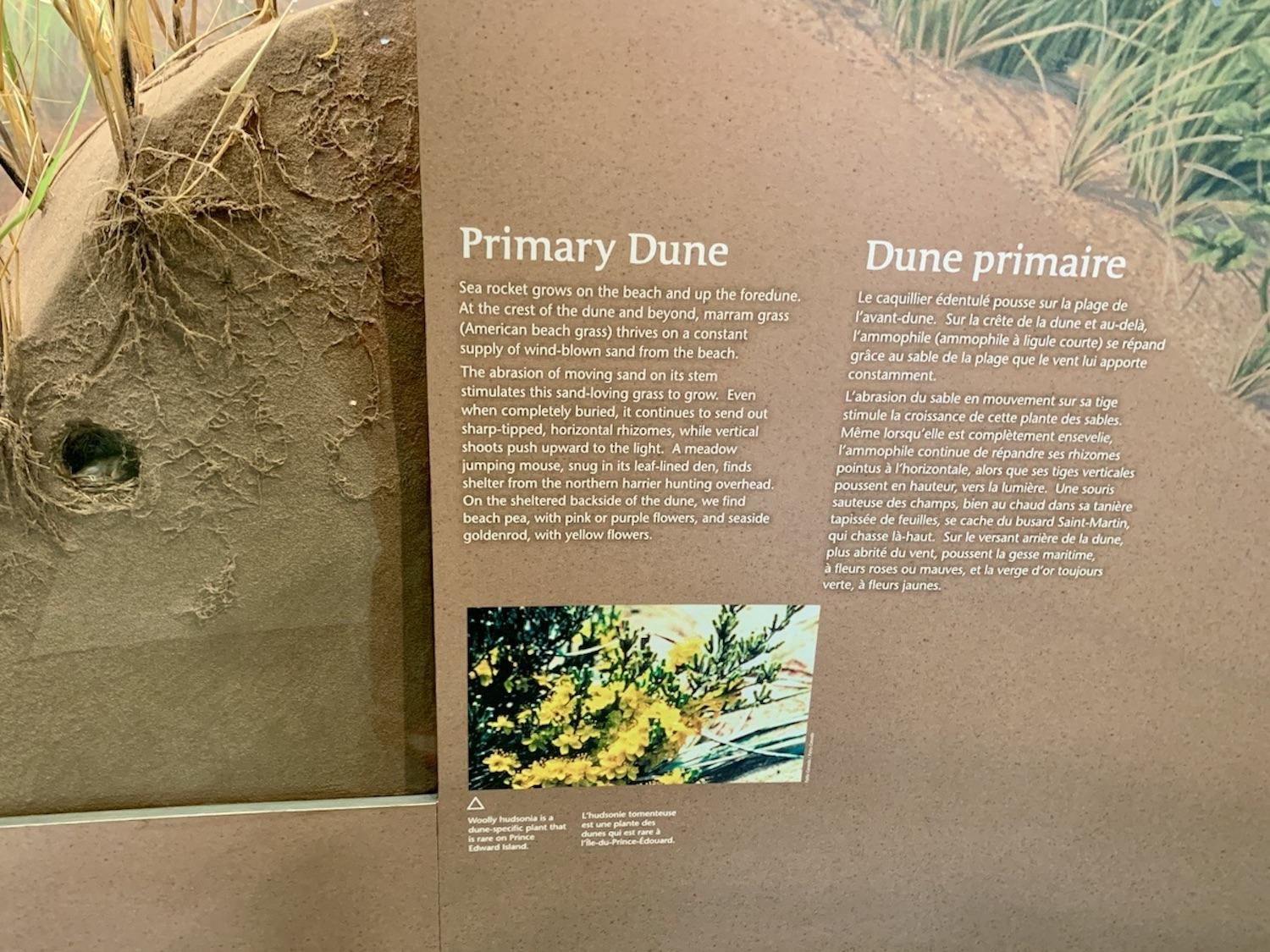 An exhibit at the Greenwich Interpretation Centre shows the root system of marram grass.