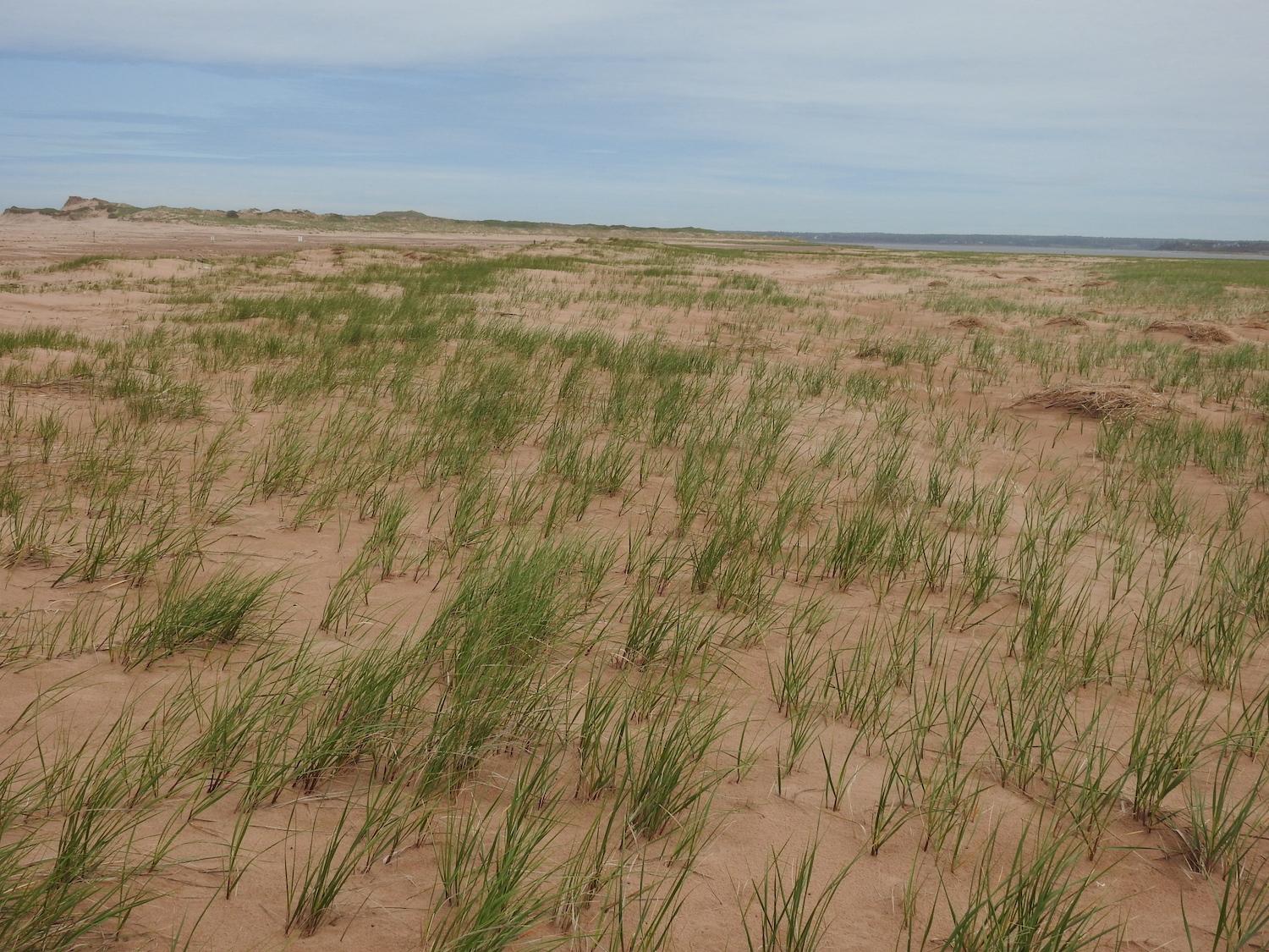 It's tough to spot nesting Piping Plovers in the foredunes and marram grass.