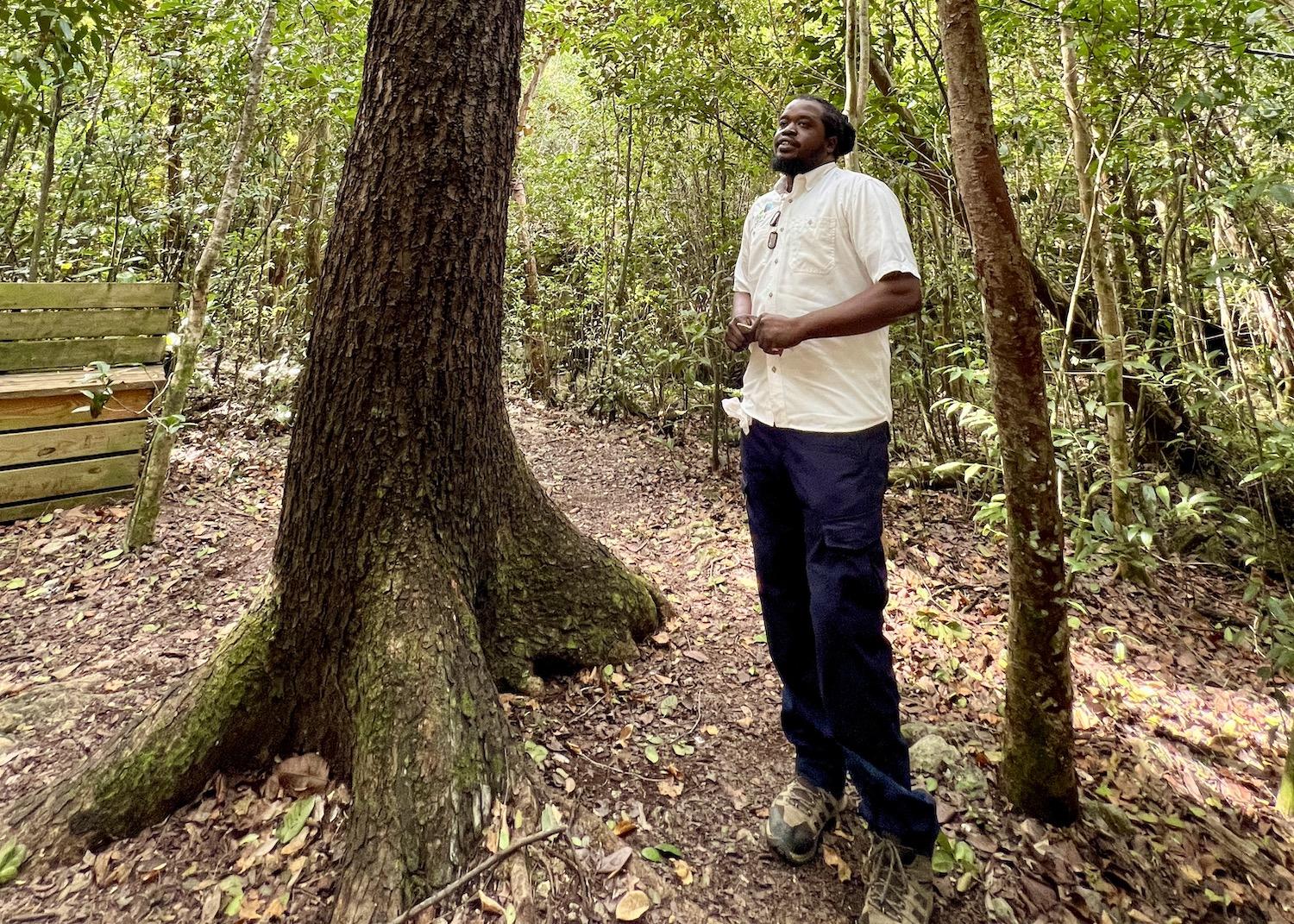 Kristoff Francois stands by the oldest West Indian mahogany tree on New Providence.