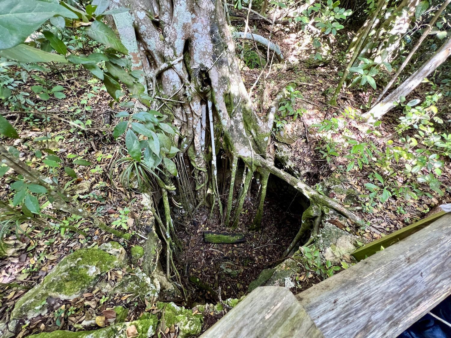 There are an estimated 19 sinkholes per acre in Primeval Forest National Park.