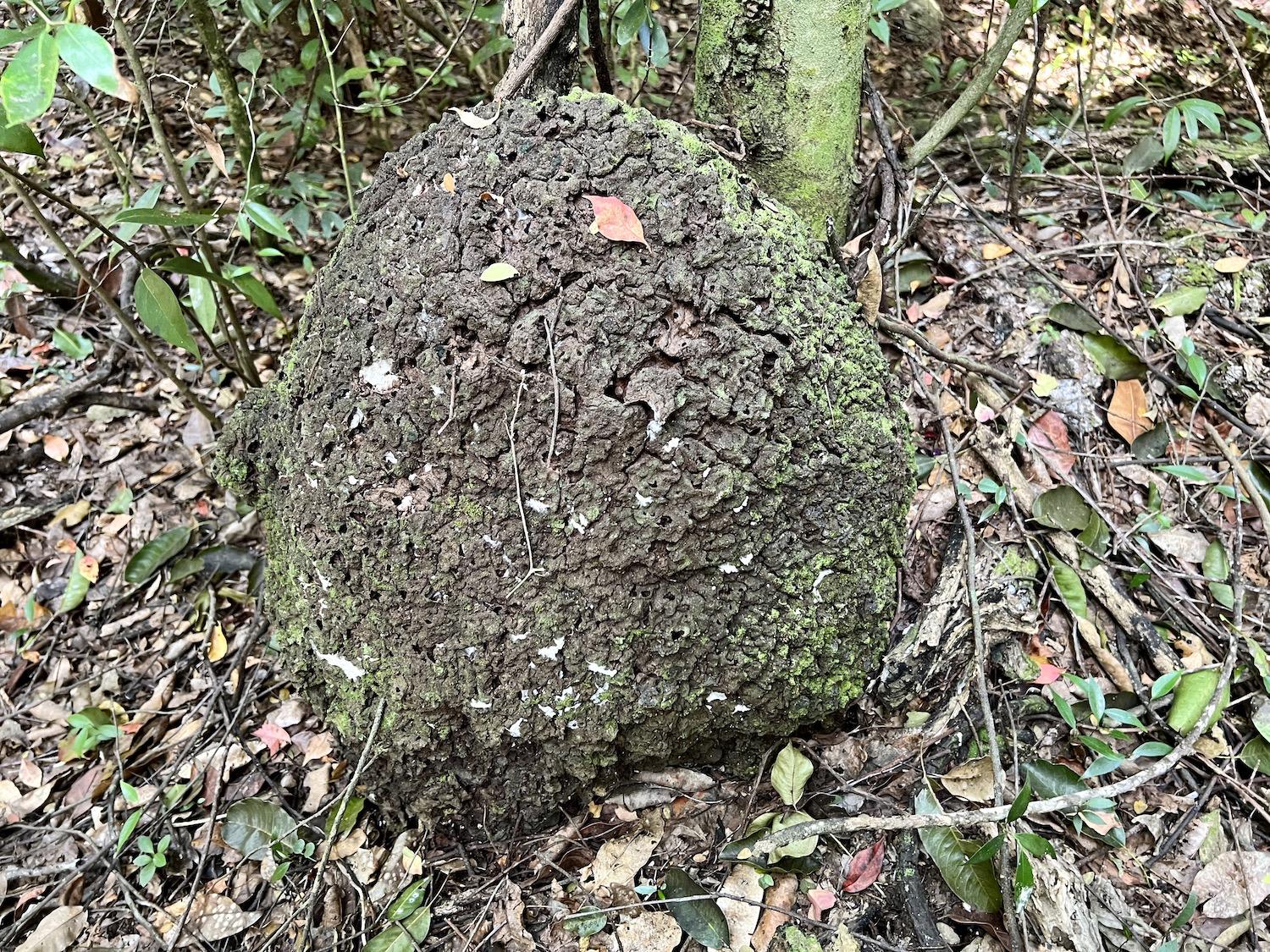 Termite mounds were once used by Bahamians to feed chicks.