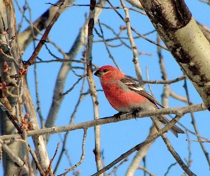 Pine Grosbeak/Kirby Adams