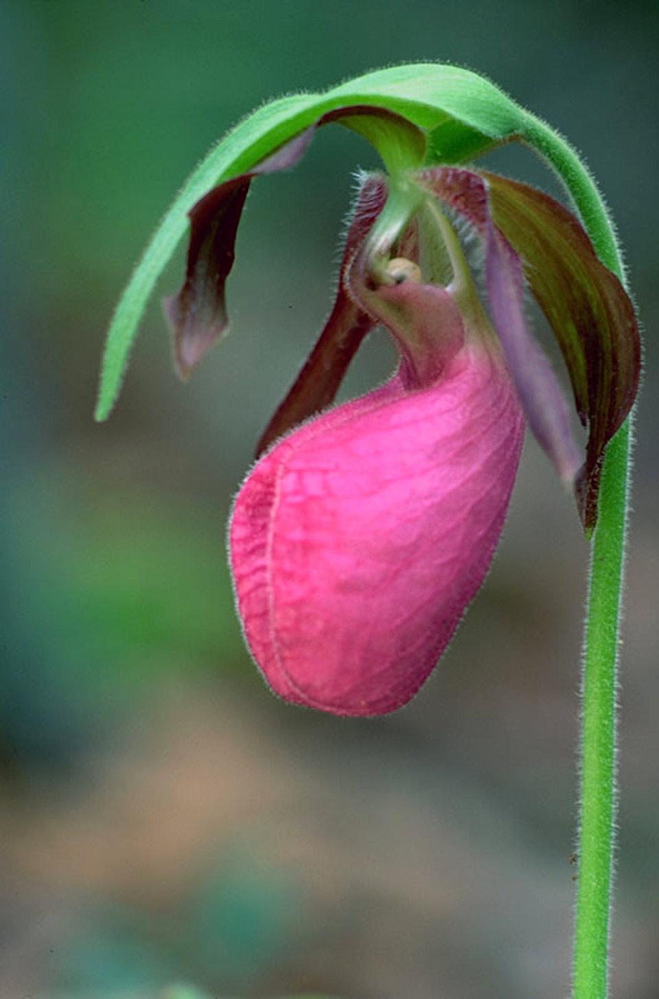 More than two dozen Pink Lady Slipper plants were dug up and stolen from Big South Fork National River and Recreation Area/US Forest Service file