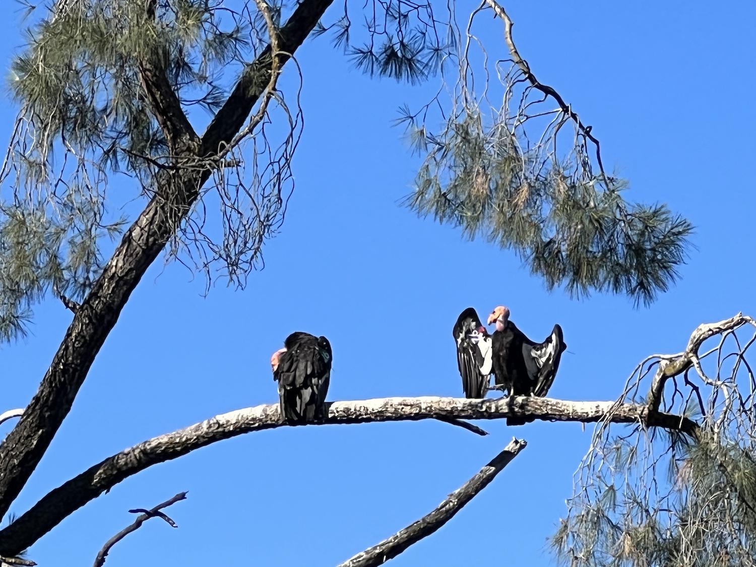 Three condors perched high overhead in the trees, oblivious to us/Valerie Lapin