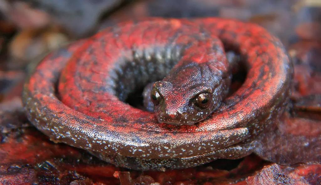 The gabilan slender salamander is an endemic species found at Pinnacles National Park / NPS-Gavin Emmons