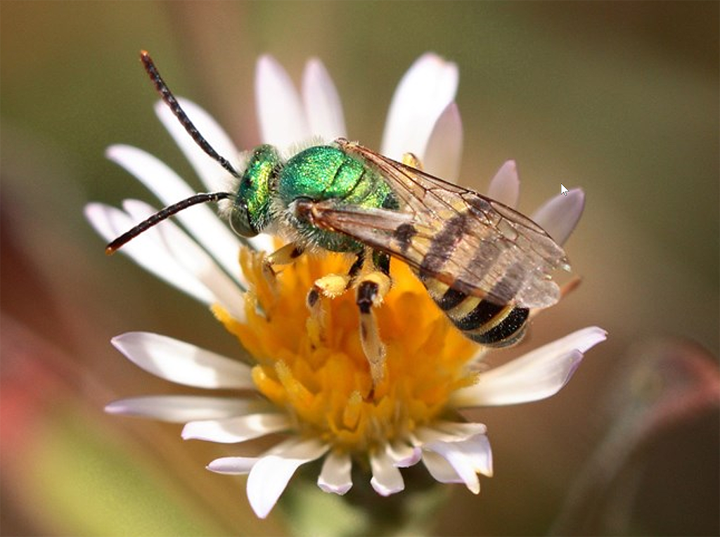 A male green sweat bee, Pinnacles National Park / NPS - Paul Johnson