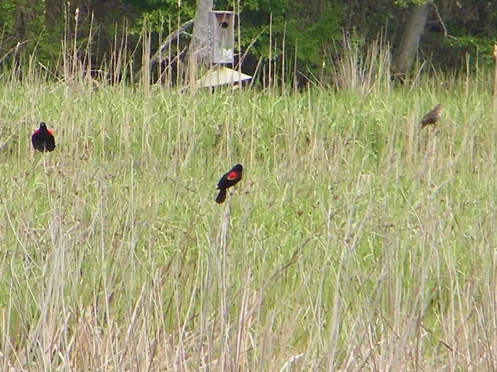 Red-winged blackbirds at Piscataway Park Red-winged blackbirds at Piscataway Park