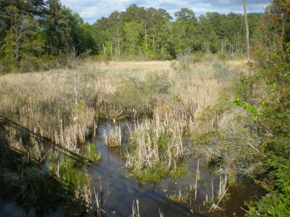 The growing Pitch and Tar Swamp on Jamestown Island. 