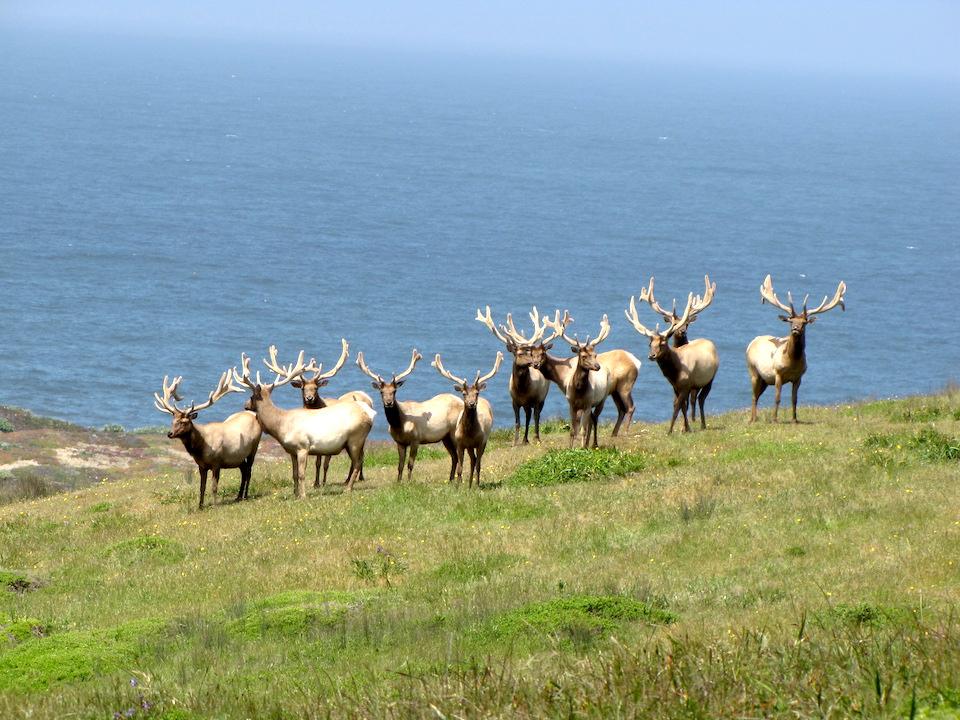 Bull elk at Point Reyes National Seashore/NPS, Tim Bernot