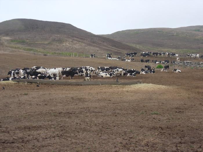Cattle are the focus of a battle being waged at Point Reyes National Seashore/Karen Klitz