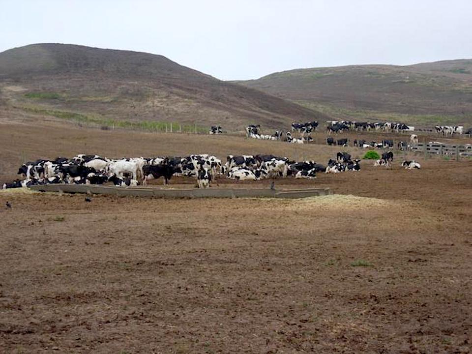 Environmentalists say there is no place for cattle ranching at Point Reyes National Seashore/Karen Klitz