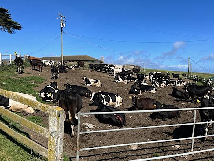 Environmentalists say dairy and beef cattle ranching is polluting the seashore and been given priority over Tule elk/Rita Beamish