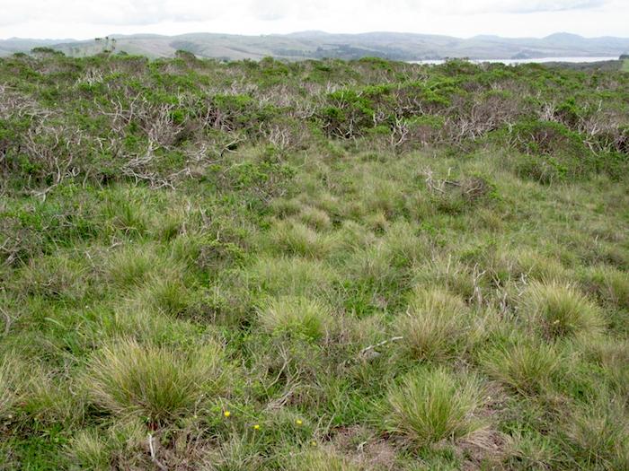 Idaho fescue (Festuca idahoensis) is an important native northern coastal prairie bunchgrass, found continuously from San Mateo County, California, northward. 