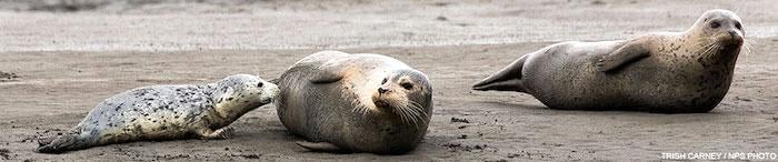 Harbor seal pups at Point Reyes National Seashore/NPS