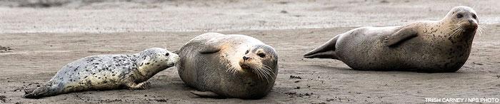 Harbor seal pups at Point Reyes National Seashore/NPS Harbor seal pups at Point Reyes National Seashore/NPS
