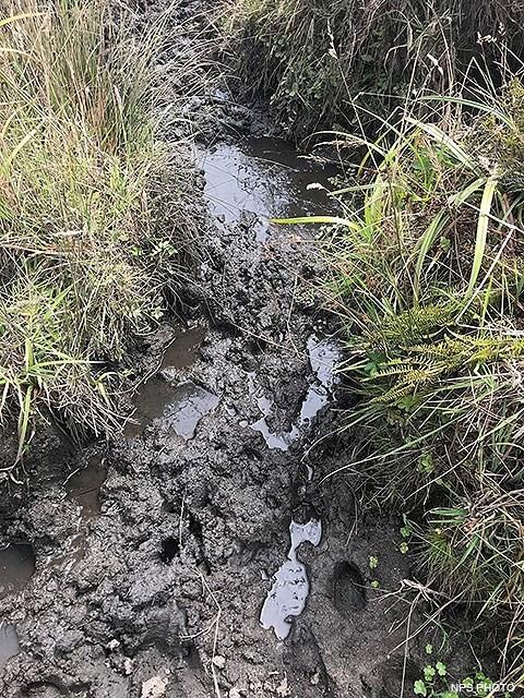 Elk tracks near a seep at Point Reyes National Seashore/NPS