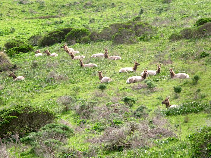 Tule elk are commonly viewed at Point Reyes National Seashore/Laura Cunningham Tule elk are commonly viewed at Point Reyes National Seashore/Laura Cunningham