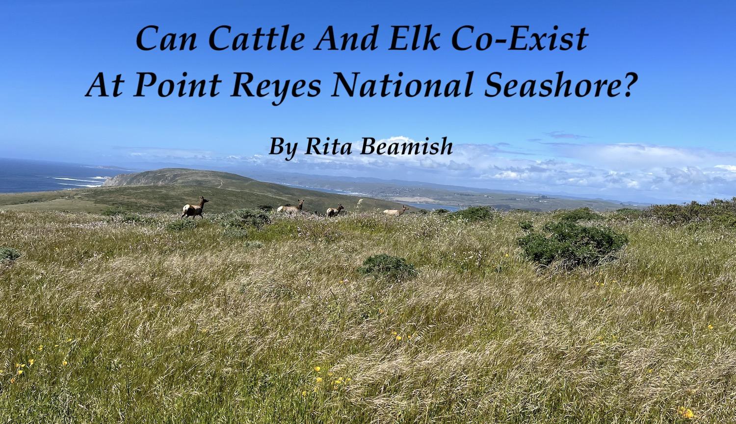 Can cattle and Tule elk co-exist at Point Reyes National Seashore