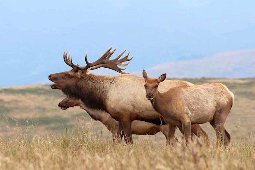 Tule elk at Point Reyes National Seashore/NPS