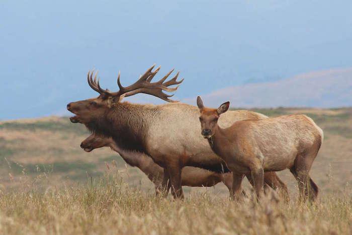 Efforts are underway in Congress to legislate cattle ranching at Point Reyes National Seashore, where there have been conflicts with native Tule elk/NPS