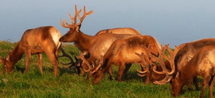 The National Park Service's preferred alternative would cap the Tule elk population at 160/NPS