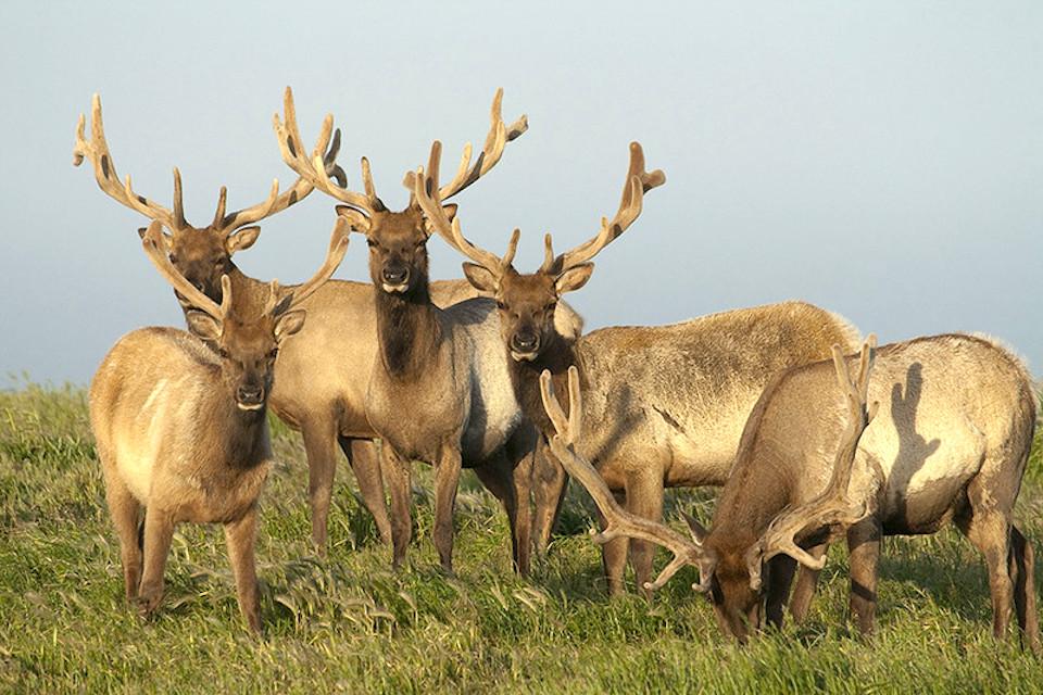 Critics say Tule elk are the scapegoats of a plan to support agriculture at Point Reyes National Seashore/NPS file
