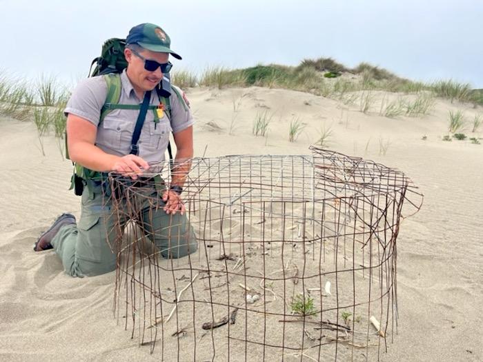 National Park Service biologist Matt Lau inspects and exclosure protecting a clutch of Western snowy plover eggs/Rita Beamish