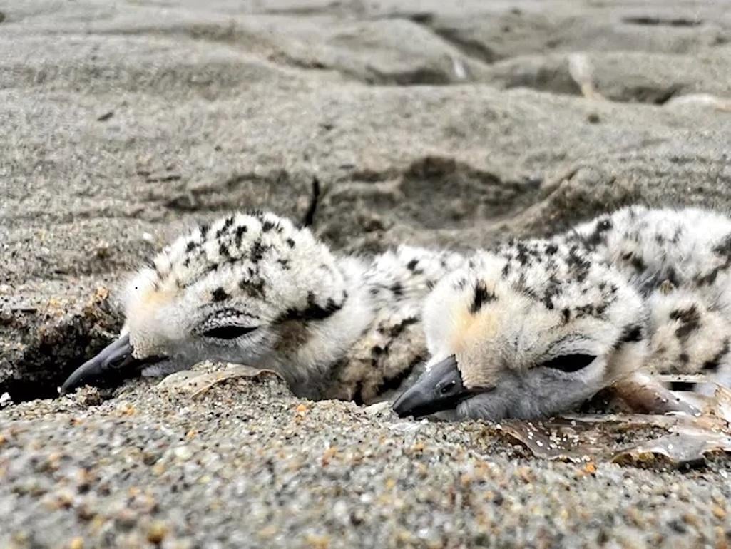 Biologists have found several snowy plover nests on Limantour Beach this year, including that of the long reigning “royal” plover pair who has been nesting in the area since 2018./NPS, Matt Lau