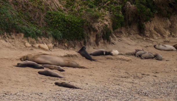 elephant seals, point reyes, national seashore, beach, california, wildlife, shutdown, national park