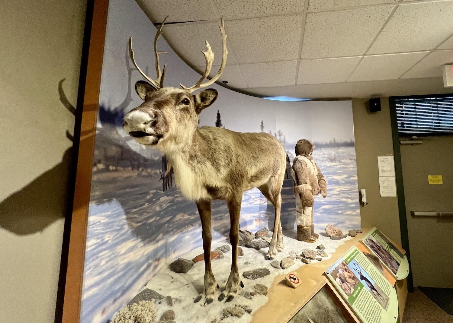 The caribou has long been used by Indigenous people for food, clothing and shelter.