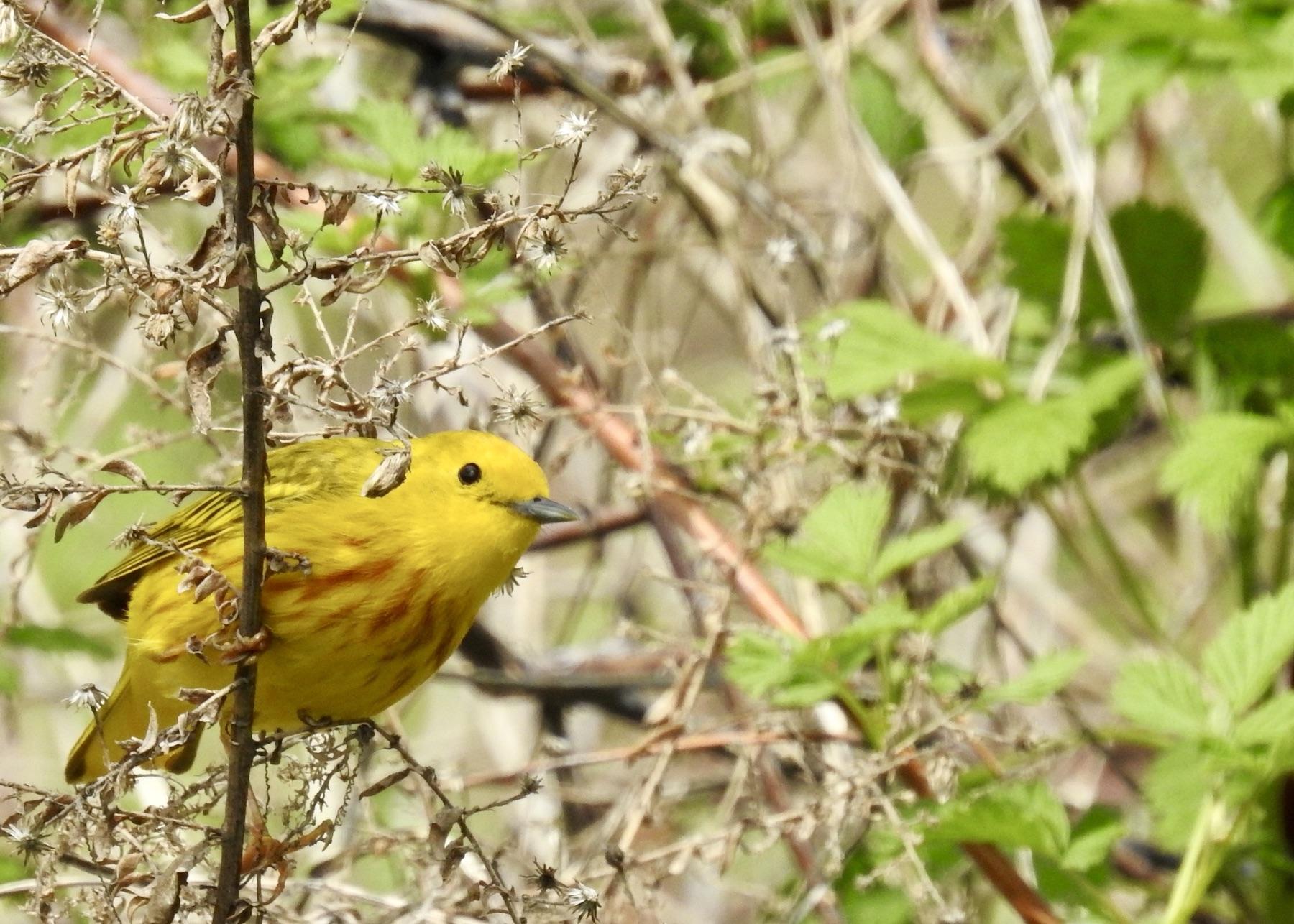 Point Pelee National Park is known for its array of warblers, including the Yellow Warbler.