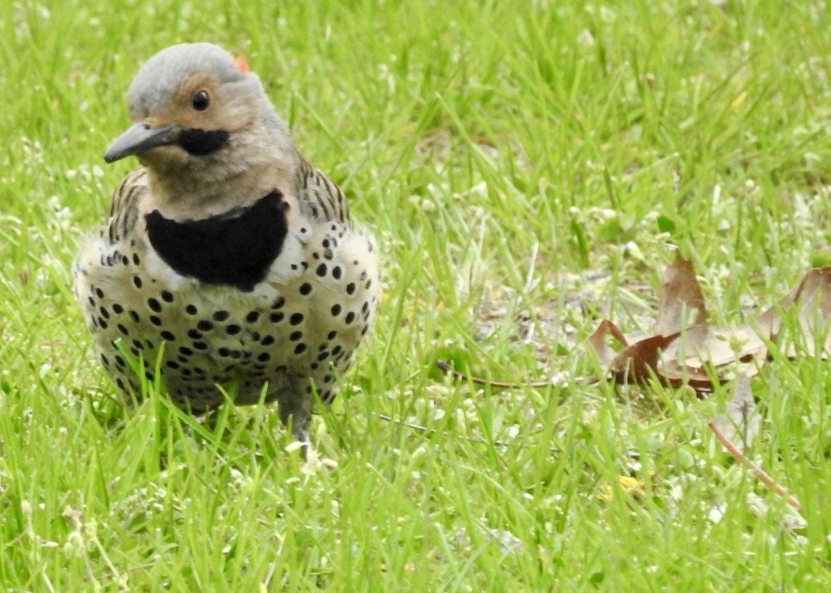 Point Pelee National Park is a birder's paradise, as this Northern Flicker knows.