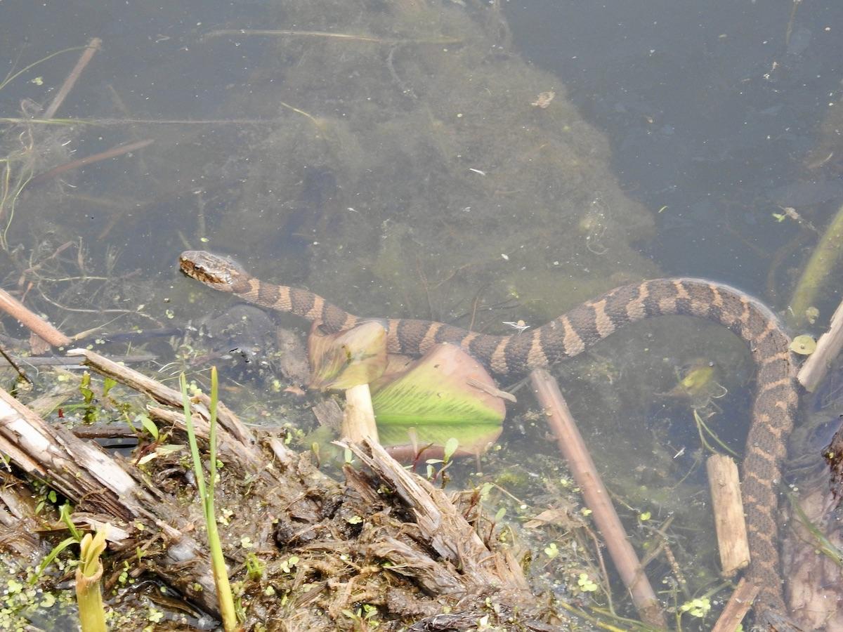 A Lake Erie water snake is spotted at the Marsh Boardwalk Trail. A Lake Erie water snake is spotted at the Marsh Boardwalk Trail.