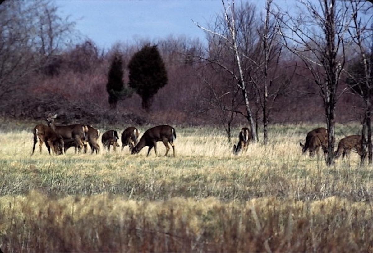White-tailed deer browse in Point Pelee National Park.
