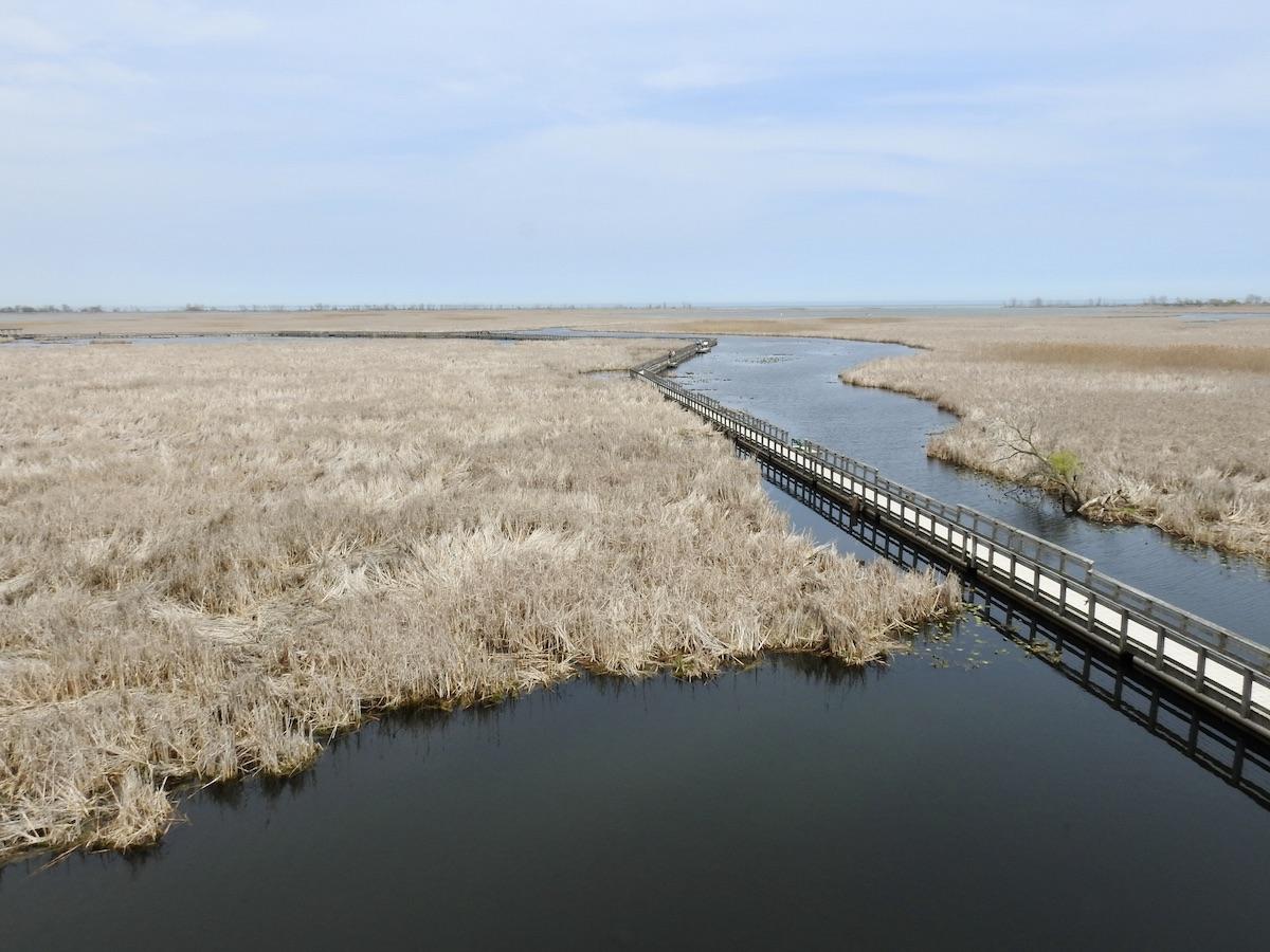 A view of the Marsh Boardwalk Trail at Point Pelee National Park in May. A view of the Marsh Boardwalk Trail at Point Pelee National Park in May.