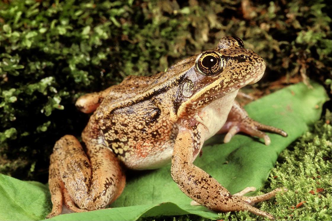 The Northern Red-legged frog needs protecting.
