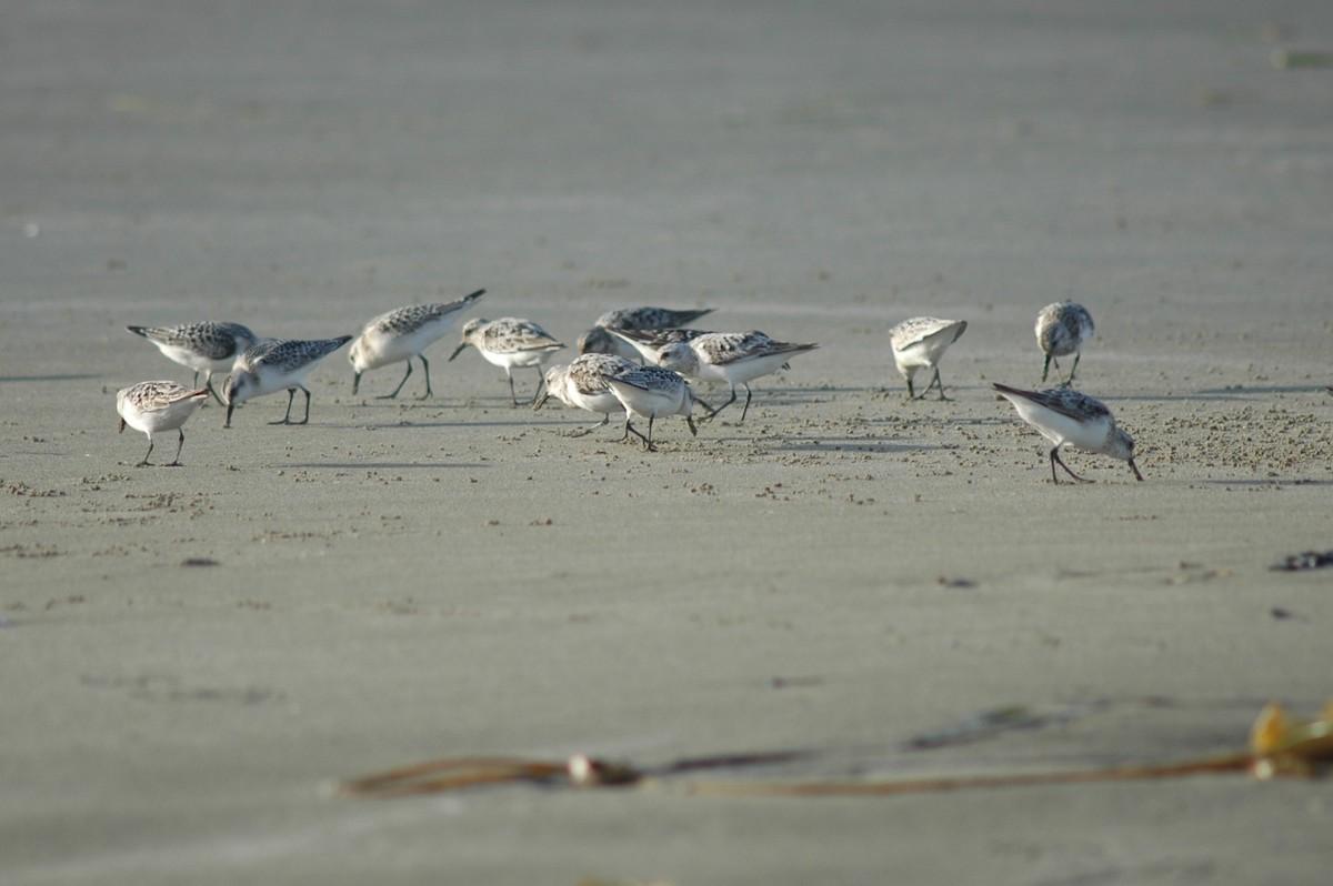 Sanderlings are shown on a beach in Pacific Rim National Park Reserve in British Columbia. 