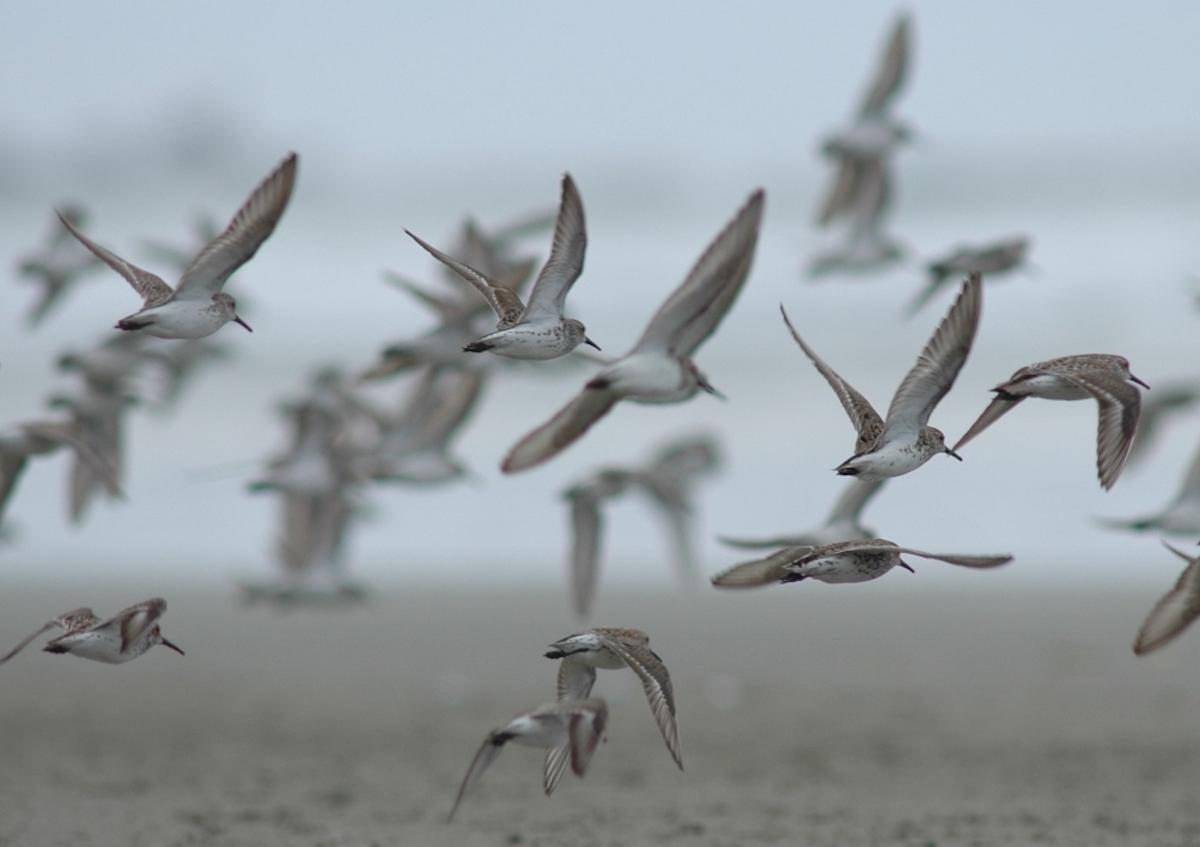 Sandpipers are among the migratory shorebirds protected by a seasonal dog ban in Pacific Rim National Park Reserve.